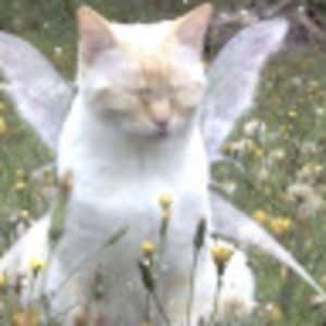 Meet your Posher, Kara